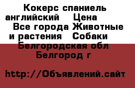 Кокерс спаниель английский  › Цена ­ 4 500 - Все города Животные и растения » Собаки   . Белгородская обл.,Белгород г.